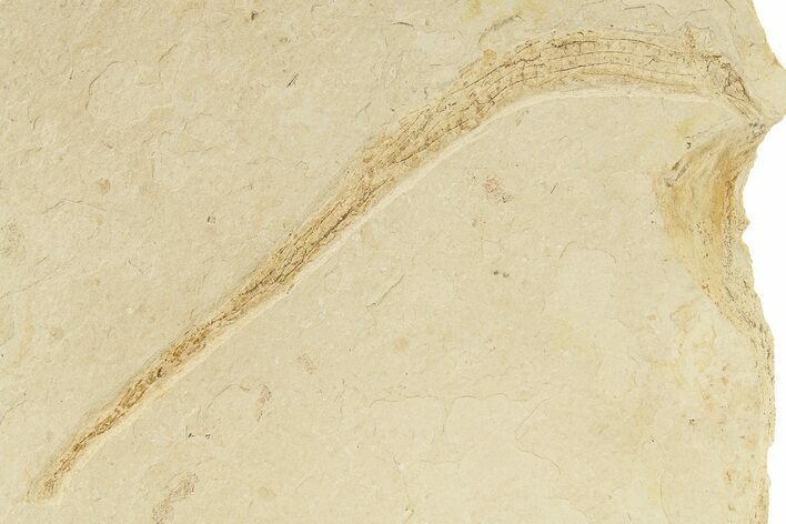 Fossil Pipefish (Hipposyngnathus) - California #275019